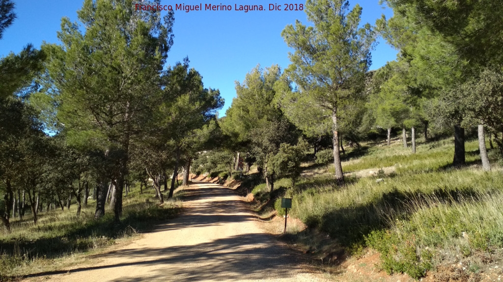 Vereda del Pozo de las Lomas - Vereda del Pozo de las Lomas. 