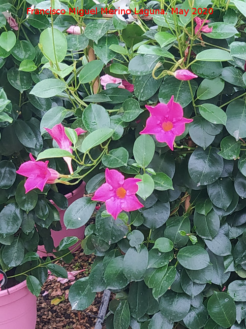 Mandevilla - Mandevilla. Ja�n