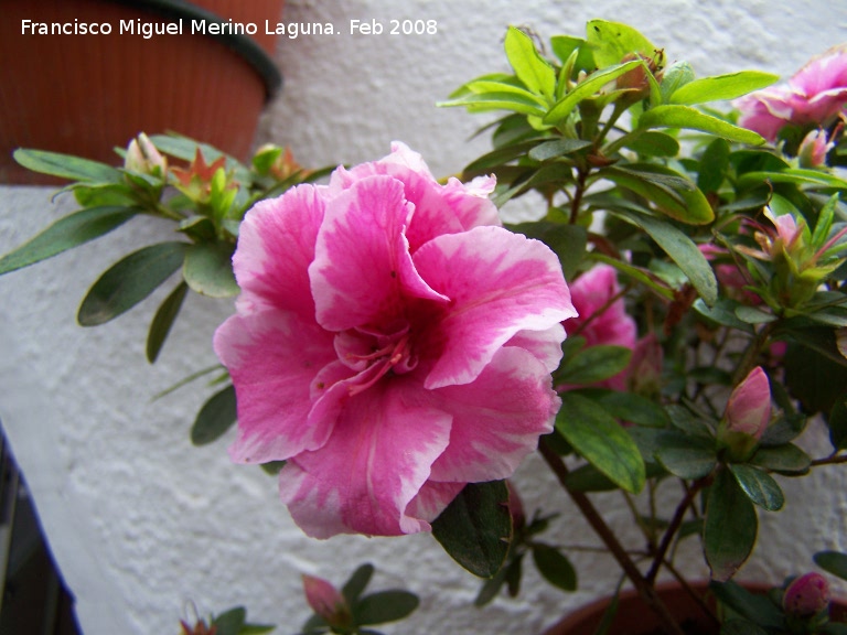 Azalea - Azalea. Navas de San Juan