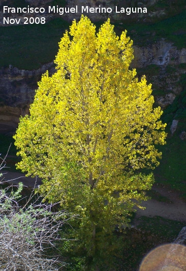 lamo tembln - lamo tembln. Alhama de Granada