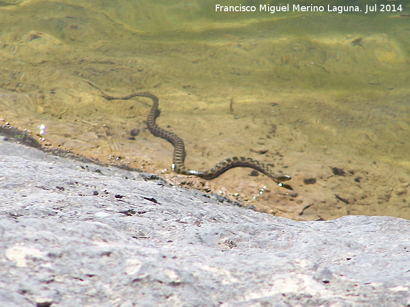 Culebra viperina - Culebra viperina. Laguna de Valdeazores