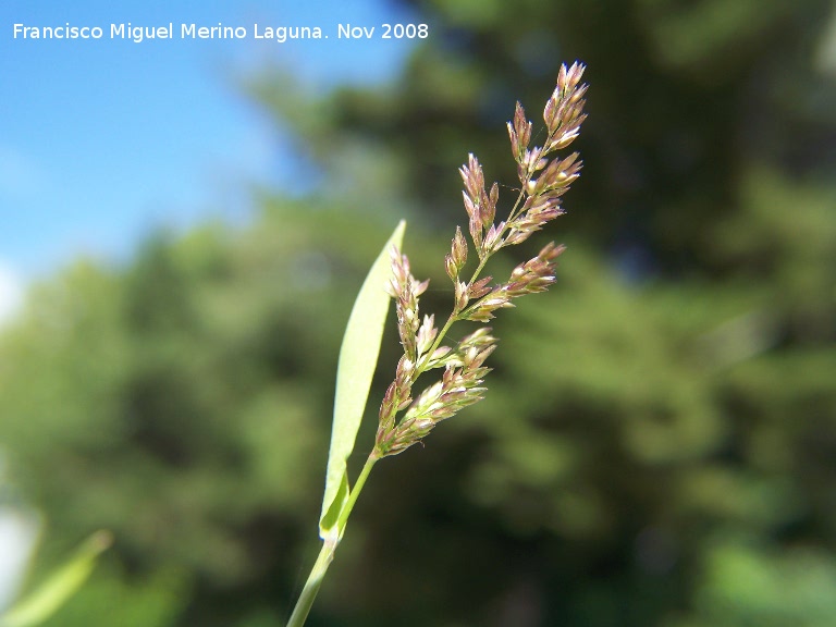 Corynephorus canescens - Corynephorus canescens. Los Villares