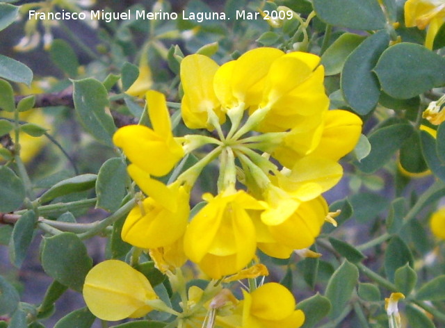 Coronilla juncea - Coronilla juncea. Jan