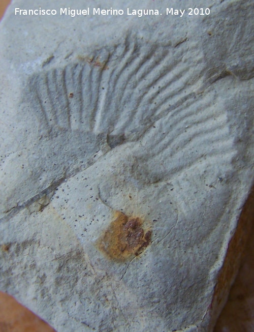 Ammonites Perisphinctes - Ammonites Perisphinctes. Los Villares