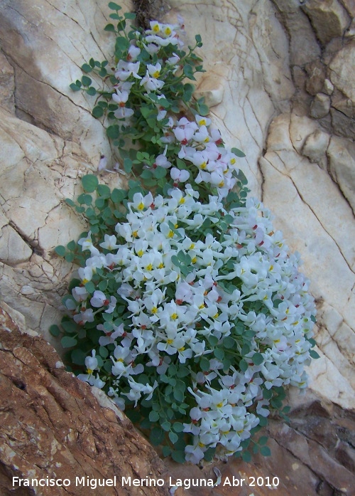 Orejas de ratn - Orejas de ratn. Cerro Veleta - Jan