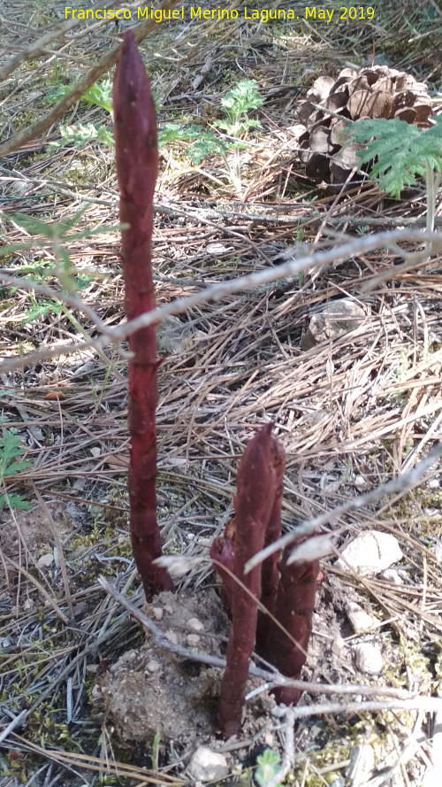 Orobanche - Orobanche. Los Pardales - Orcera