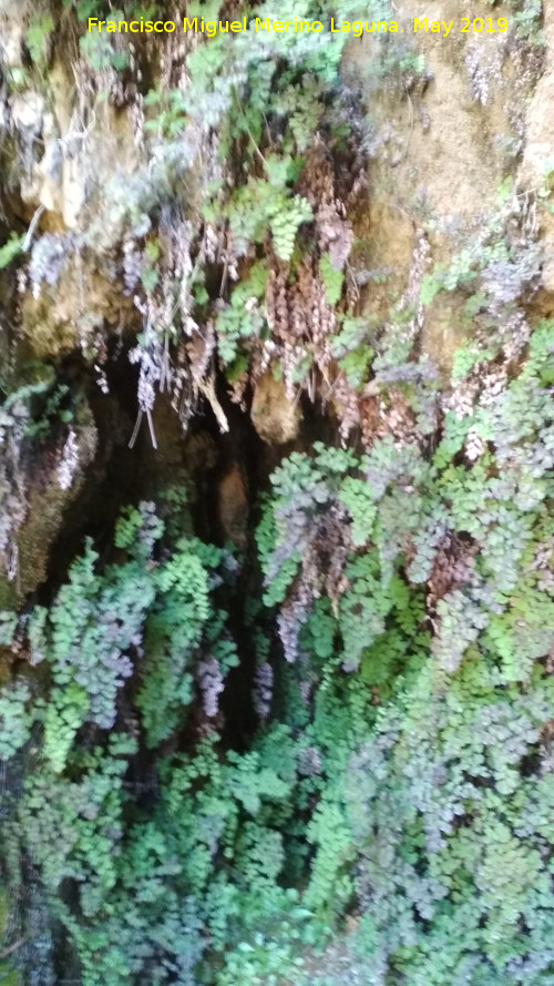 Cascada Quinta de la Hueta - Cascada Quinta de la Hueta. Cuevecilla