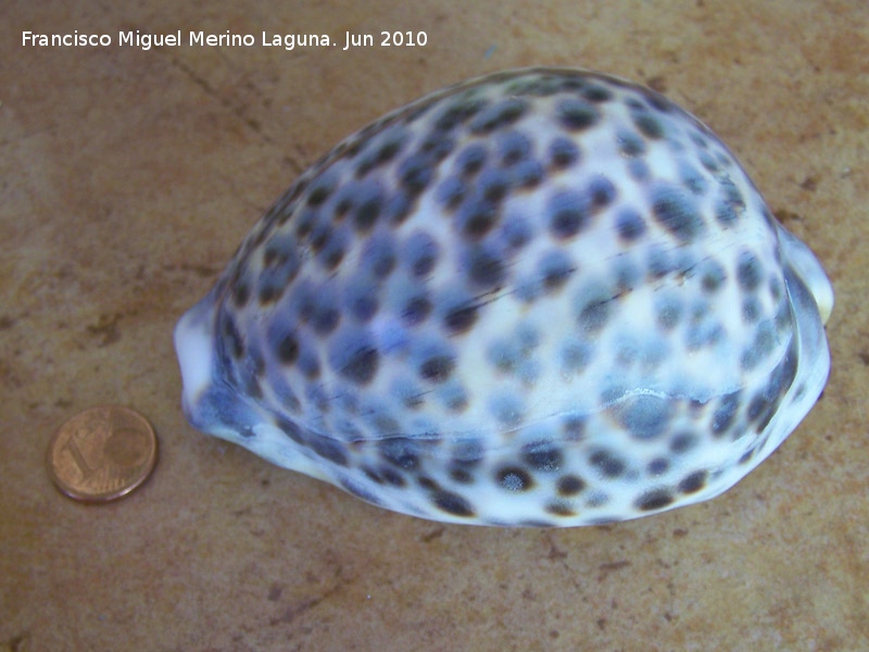 Caracola Cyprea gigante - Caracola Cyprea gigante. 