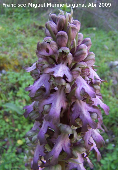 Orqudea gigante - Orqudea gigante. Jan