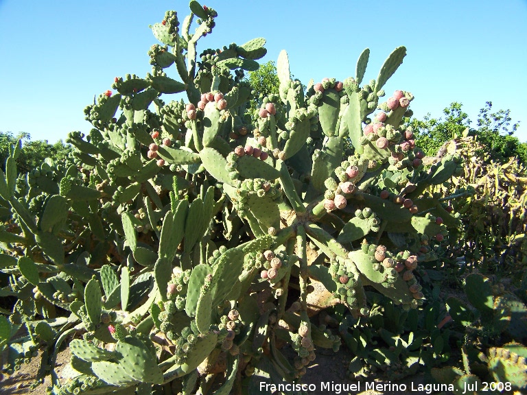 Cactus Chumbera - Cactus Chumbera. Benalmdena