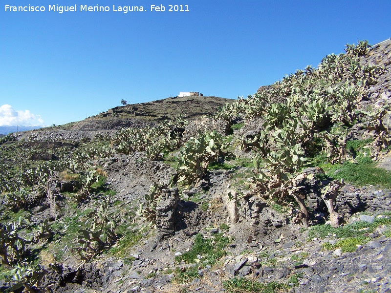 Cactus Chumbera - Cactus Chumbera. Grgal