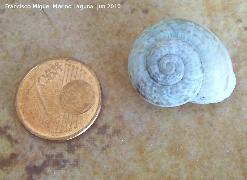 Caracol de monte - Caracol de monte. Jan