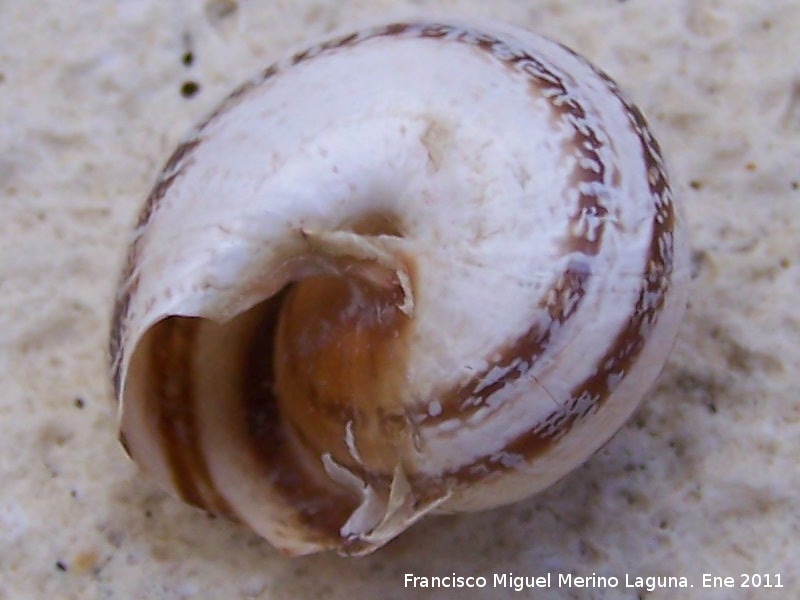 Caracol rayado de labio blanco - Caracol rayado de labio blanco. Jan