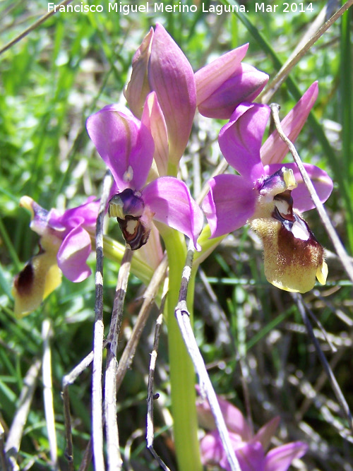 Orqudea avispa - Orqudea avispa. Navas de San Juan