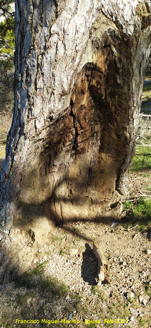 Resiego - Resiego. Pino del Resiego - Quesada