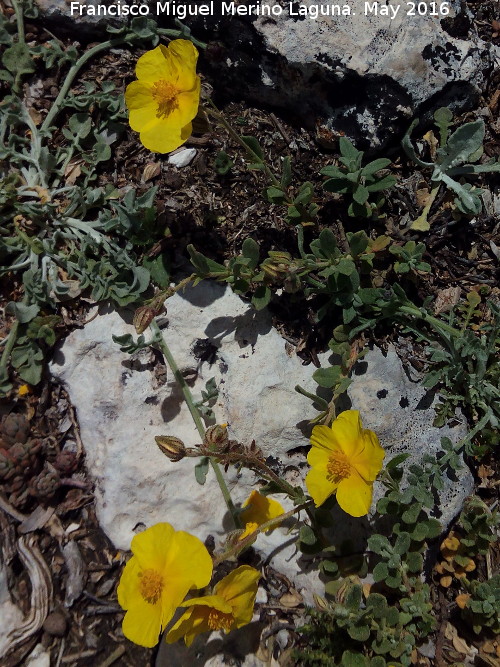 Helianthemum oelandicum - Helianthemum oelandicum. Banderillas - Santiago Pontones