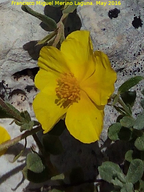 Helianthemum oelandicum - Helianthemum oelandicum. Banderillas - Santiago Pontones