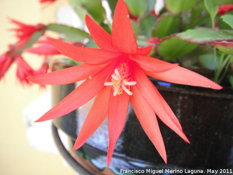 Cactus de Navidad - Cactus de Navidad. Los Villares