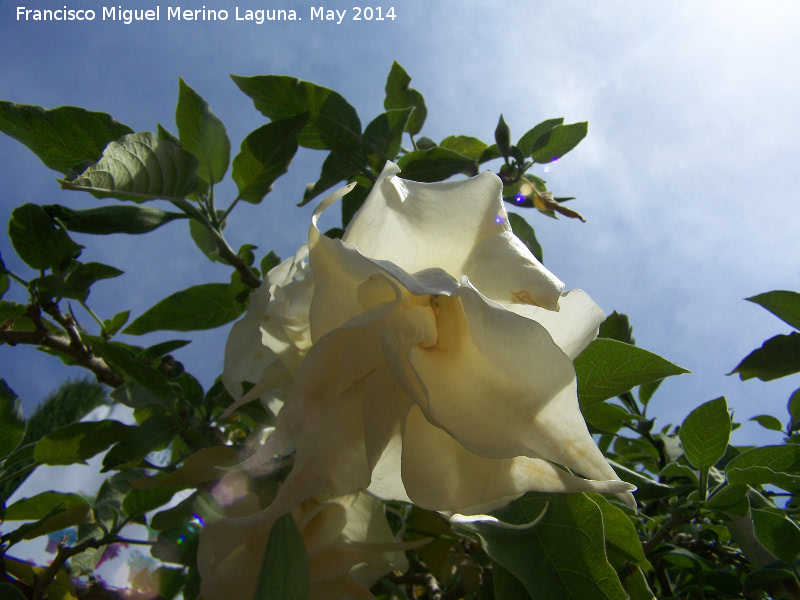 Trompeta del Juicio - Trompeta del Juicio. Flor. Crdoba