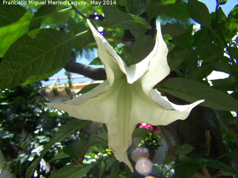 Trompeta del Juicio - Trompeta del Juicio. Flor. Crdoba