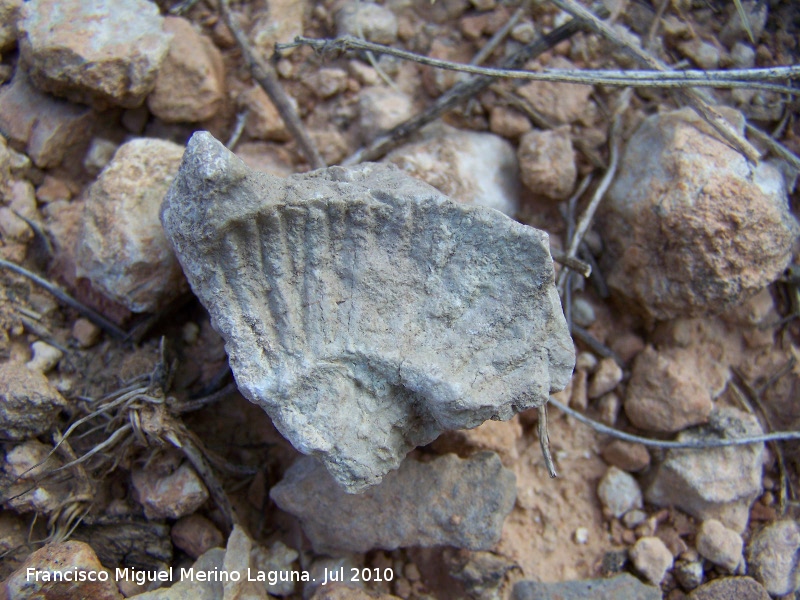 Ammonites Ochetoceras - Ammonites Ochetoceras. Arroyo Padilla - Jan