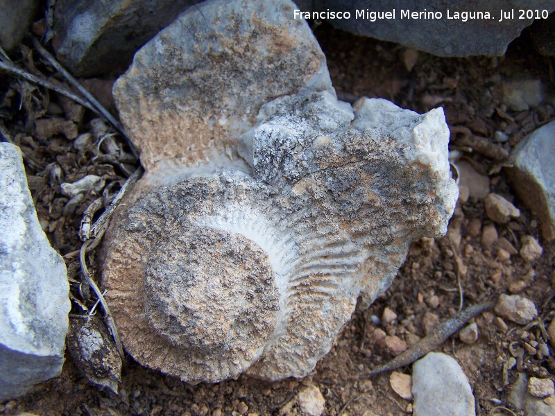 Ammonites Ochetoceras - Ammonites Ochetoceras. Arroyo Padilla - Jan