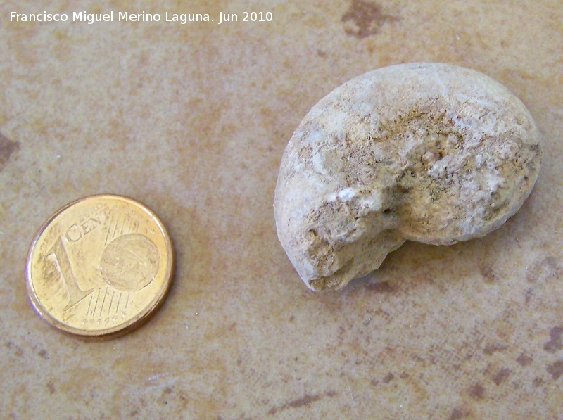 Ammonites Phylloceras - Ammonites Phylloceras. Arroyo Padilla - Jan