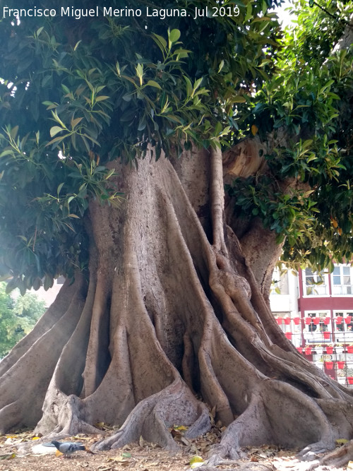 Ficus de Santo Domingo - Ficus de Santo Domingo. Tronco