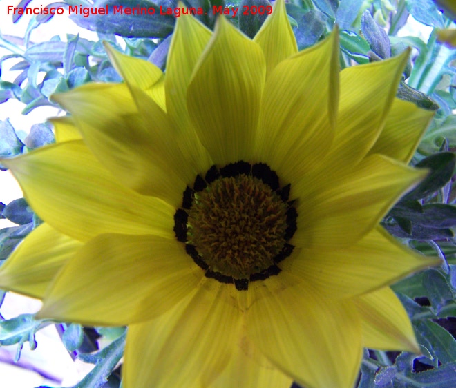 Gazania - Gazania. Los Villares