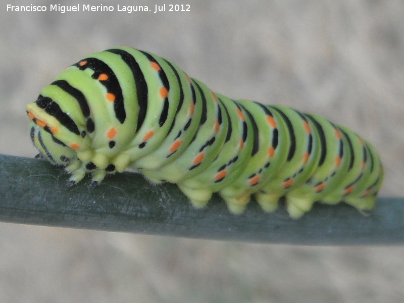 Mariposa macan - Mariposa macan. Oruga. Morrin - Yeste