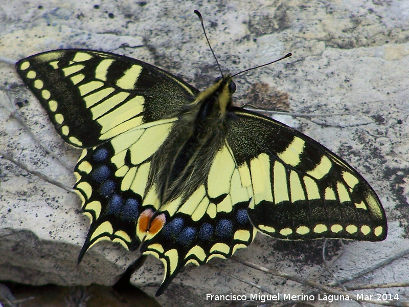 Mariposa macan - Mariposa macan. Cerro de la Harina - Alcaudete