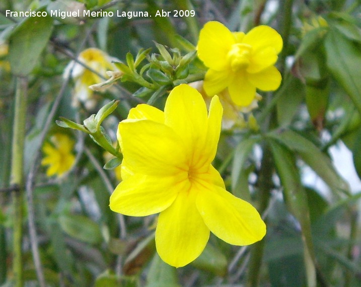 Jazmn amarillo - Jazmn amarillo. Navas de San Juan