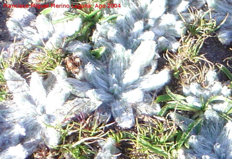 Estrella de las nieves - Estrella de las nieves. Sierra Nevada