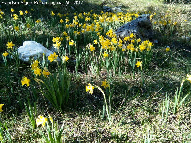 Narciso de Sierra Nevada - Narciso de Sierra Nevada. Empanadas - Cazorla