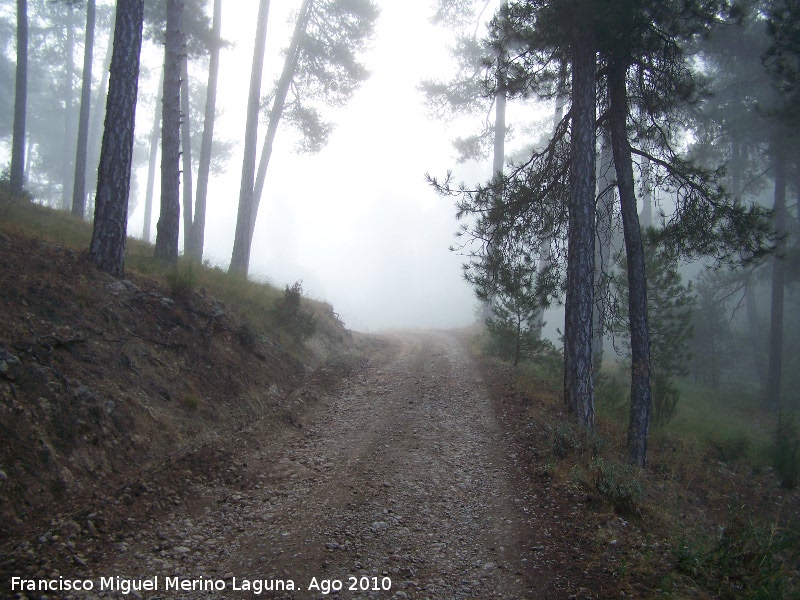 Camino de Caada del Saucar - Camino de Caada del Saucar. 