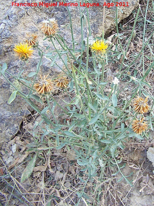 Cardo abrepuo amarillo - Cardo abrepuo amarillo. Prado Maguillo - Santiago Pontones