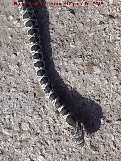 Culebra de herradura - Culebra de herradura. Navas de San Juan