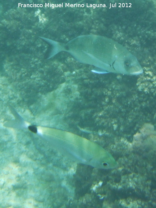 Pez Oblada - Pez Oblada. Diferencias entre un raspalln y una oblada. Isla de Tabarca - Alicante