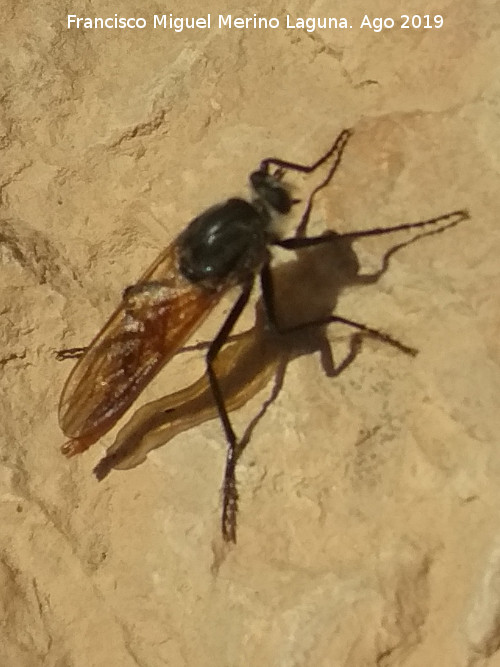Mosca Eccoptopus longitarsis - Mosca Eccoptopus longitarsis. Cerro de Vitar - Quesada