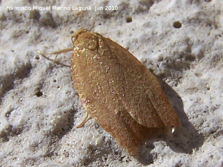 Polilla clavel - Polilla clavel. Los Villares