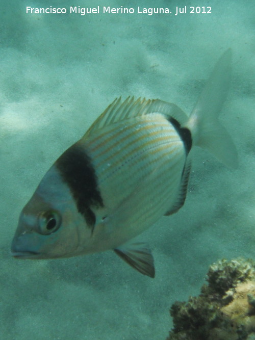 Pez Mojarra - Pez Mojarra. Isla de Tabarca - Alicante