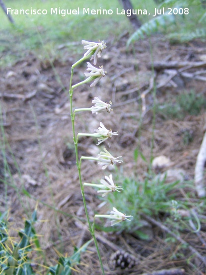 Silene nutans - Silene nutans. Segura