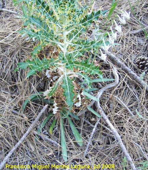 Silene nutans - Silene nutans. Segura