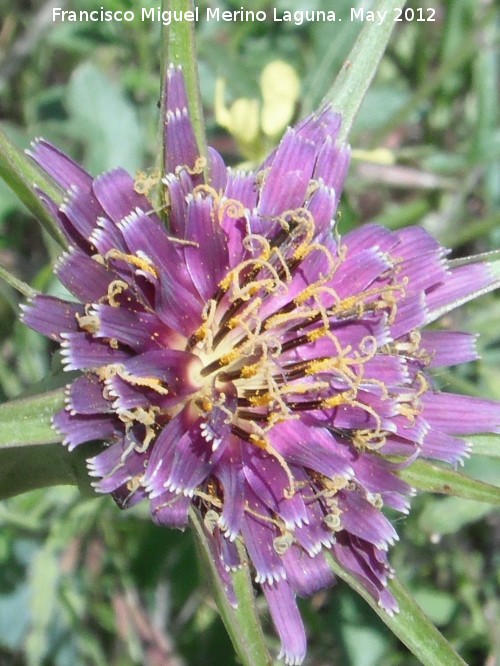 Barba de cabra - Barba de cabra. Flor. Fuente de la Pea - Jan