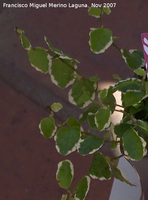 Ficus trepador - Ficus trepador. Crdoba