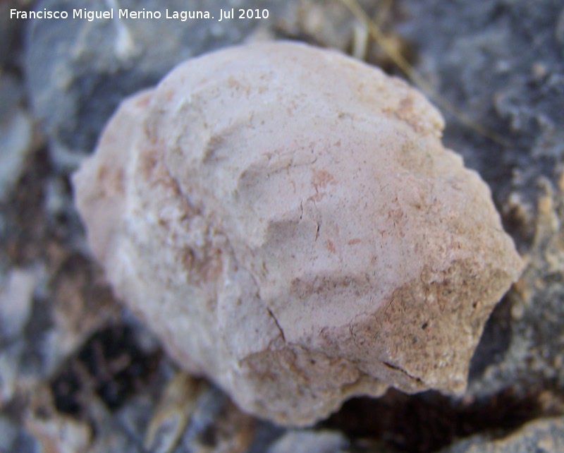 Ammonites Schloenbachia - Ammonites Schloenbachia. Arroyo Padilla - Jan