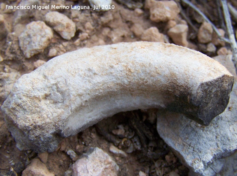 Ammonites Morphoceras - Ammonites Morphoceras. Arroyo Padilla - Jan