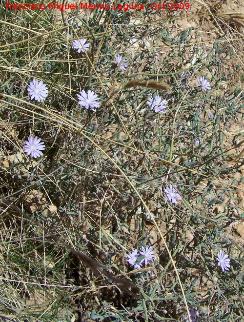 Achicoria - Achicoria. El Canjorro (Jan)