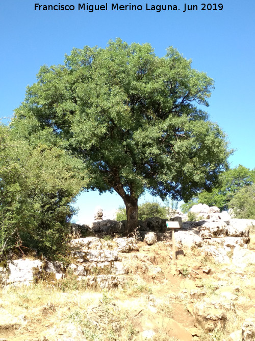 Arce de Montpellier - Arce de Montpellier. Torcal de Antequera