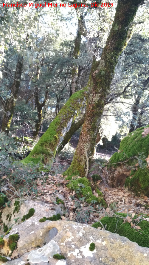 Barranco de Altomiro - Barranco de Altomiro. Bosque